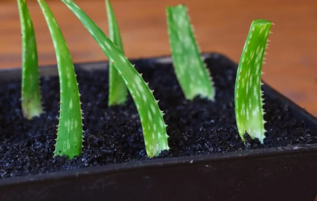 how to propagate aloe vera