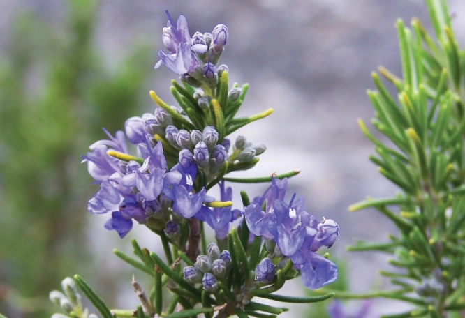 rosemary bush pruning