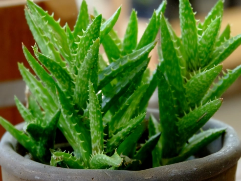 aloe vera plant care