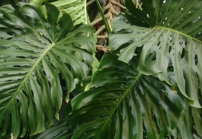 monstera deliciosa care