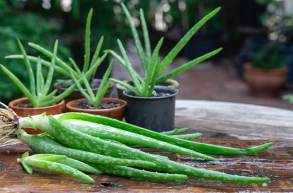 how to propagate aloe vera