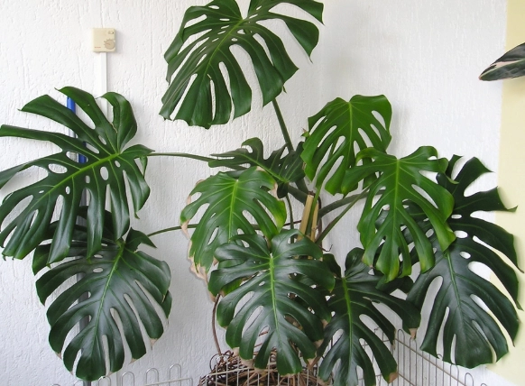 monstera deliciosa propagation