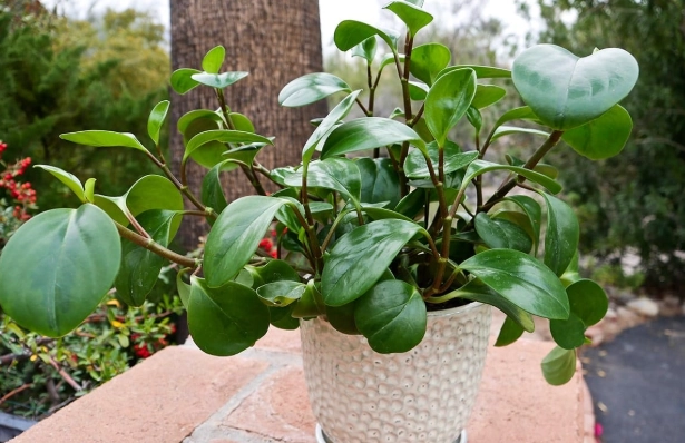 baby rubber plant care