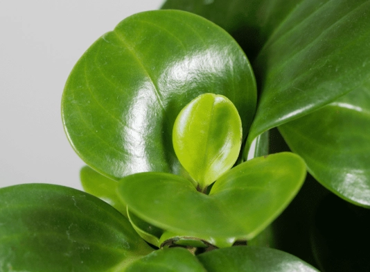 indoor plant problems