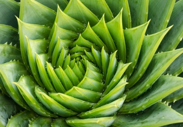 aloe vera plant care