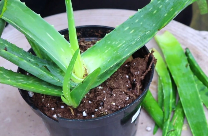 how to propagate aloe vera