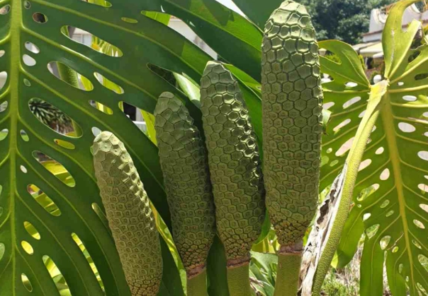 monstera deliciosa benefits