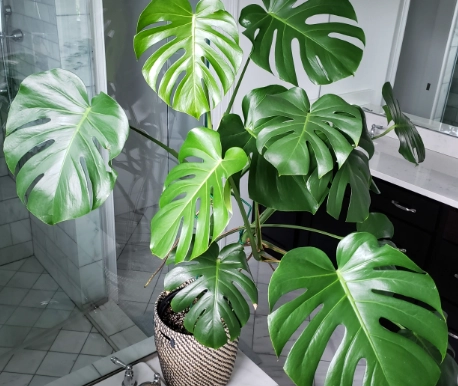 monstera deliciosa benefits