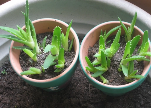 grow aloe vera