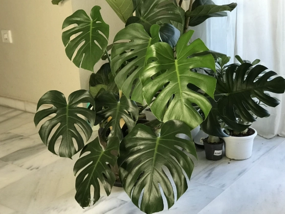 monstera deliciosa care
