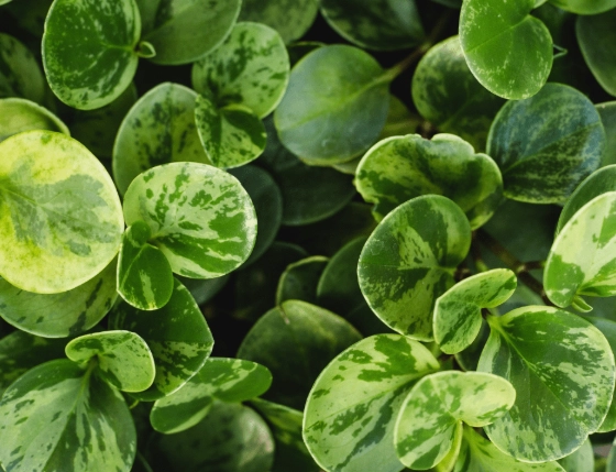 peperomia obtusifolia