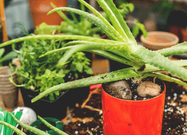 aloe vera offshoots