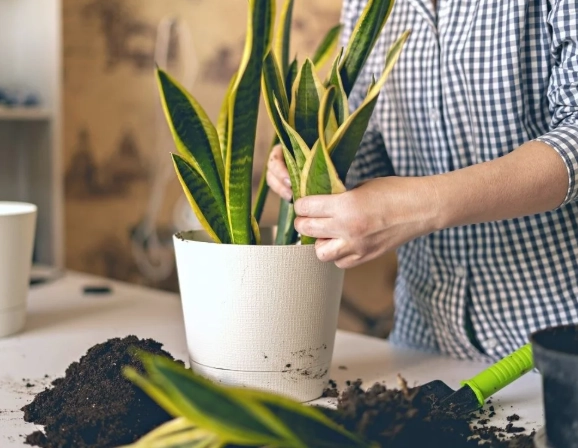 snake plant soil mix