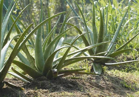 grow aloe vera