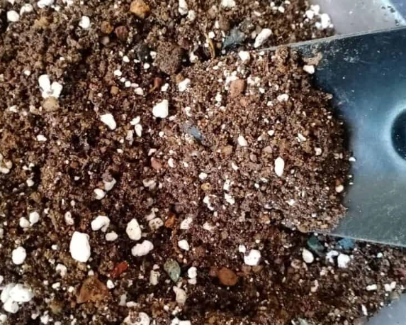 indoor plant soil mix