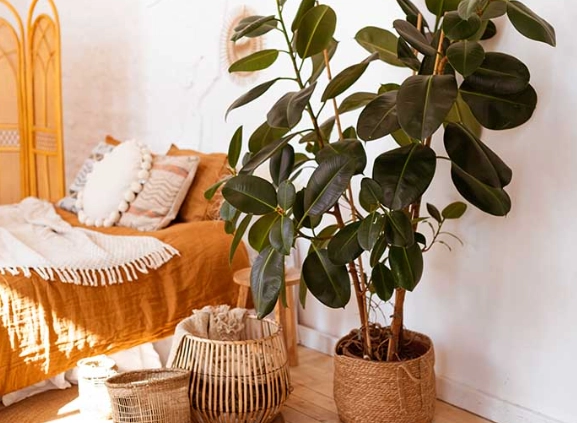 rubber tree care