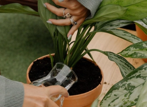 watering houseplants
