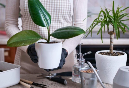 rubber plant watering