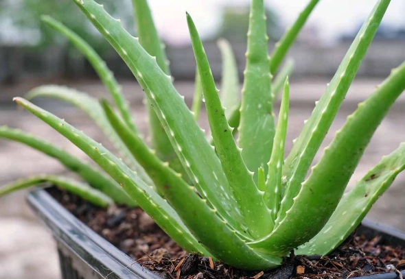 how to grow aloe vera