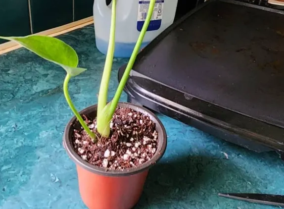 well draining potting mix