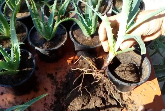 aloe vera plant care