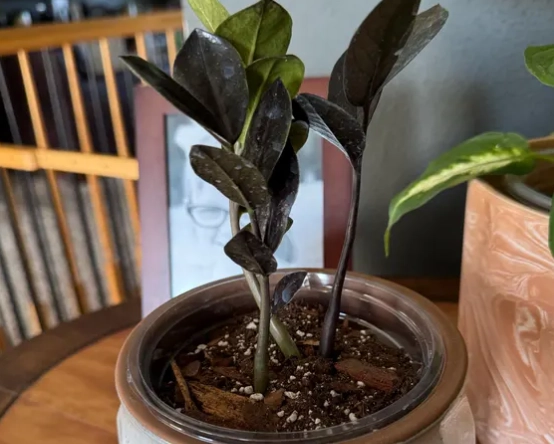 indoor plant soil mix