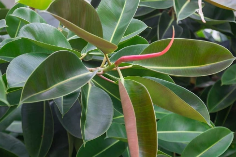 rubber tree care