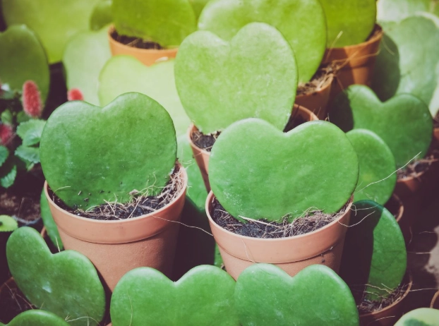 hoya kerrii propagation
