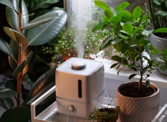 watering houseplants