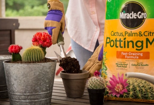 best soil for cactus