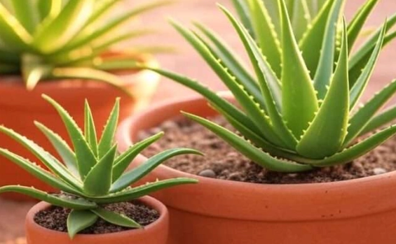 aloe vera soil mix