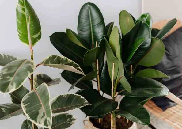 rubber plant watering