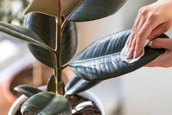 rubber tree care