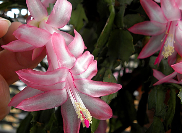 how to repot a zygocactus