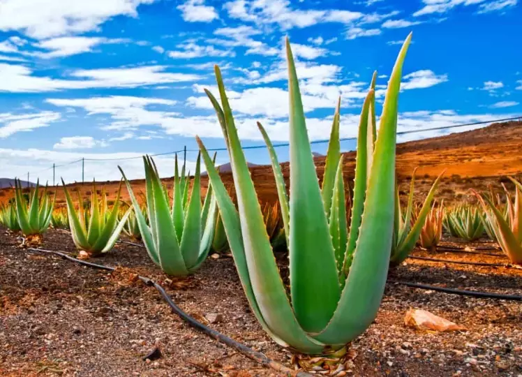 aloe vera plant care