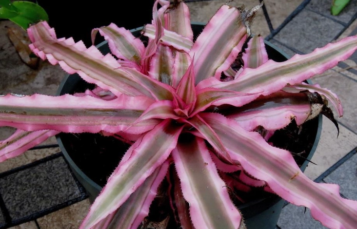 Cryptanthus bivittatus care