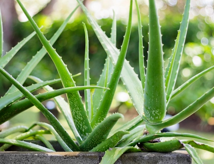 types of aloe plants