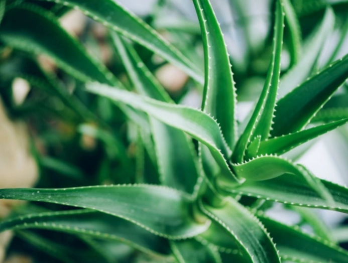 uses for aloe vera leaves