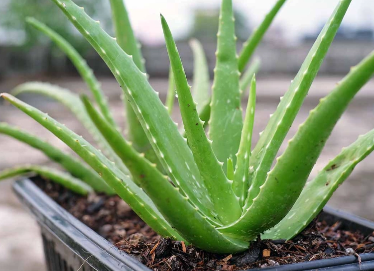 transplant aloe vera