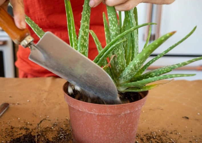 aloe vera care after repotting