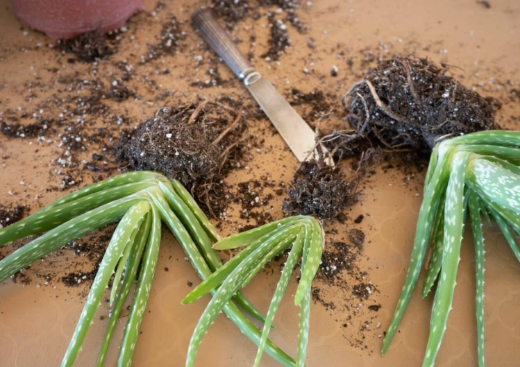aloe vera care after repotting