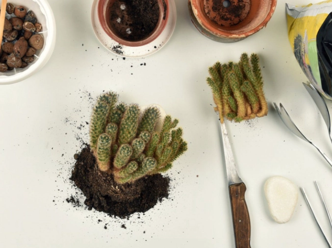 how to repot a zygocactus