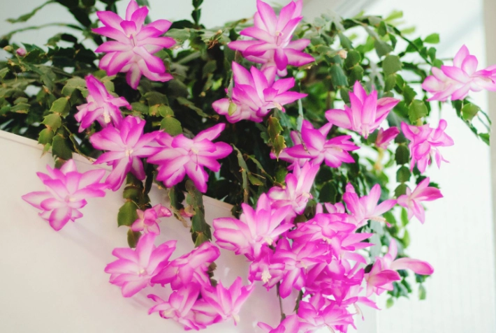christmas cactus flowering season