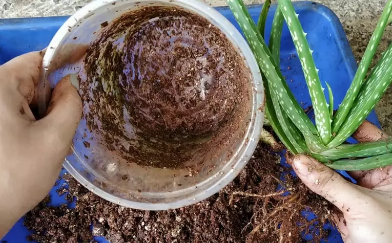 repotting aloe plant