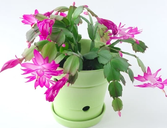 how to repot a zygocactus