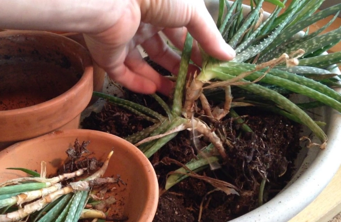 transplant aloe vera