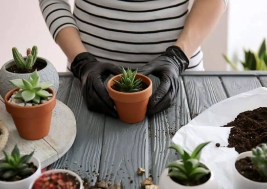 repotting succulents