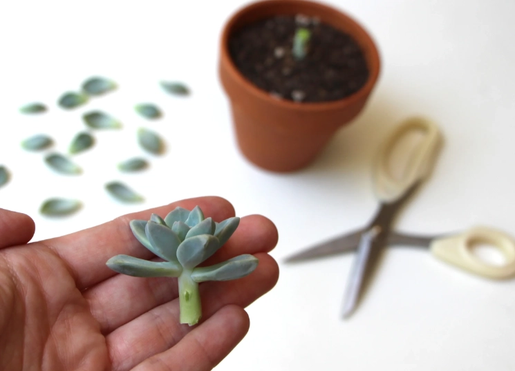 succulent care