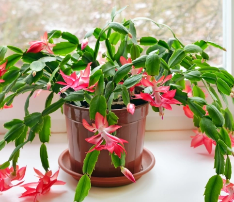 how to repot a zygocactus