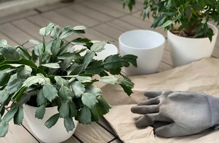 christmas cactus repotting